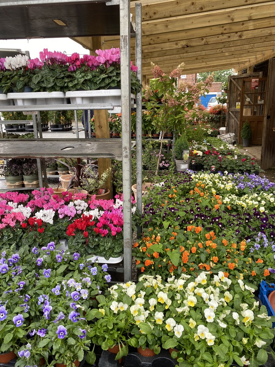 mfs_leasingham's tweet photo. 🌺🍃 Some of the wonderful autumn bedding , shrubs and trees in the garden centre at the moment 🍃
It is really worth a visit to have a wander and enjoy a coffee on the terraces overlooking these wonderful plants 😊 https://t.co/LxP6x4Afoz