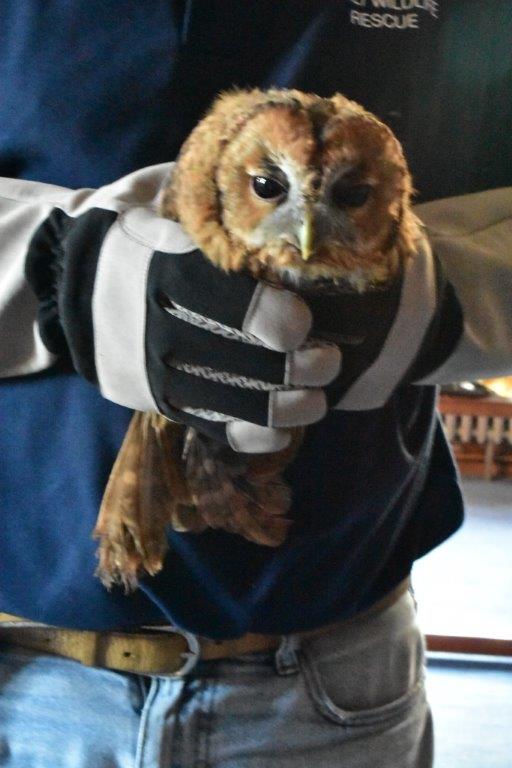 August saw us release 4 beautiful tawny owls into our grounds. Well done <a href="/FollyWildlife/">Folly Wildlife Rescue</a> <a href="/FollyWildlifeUK/">FollyWildlife</a>  for nurturing the owlets up until release.