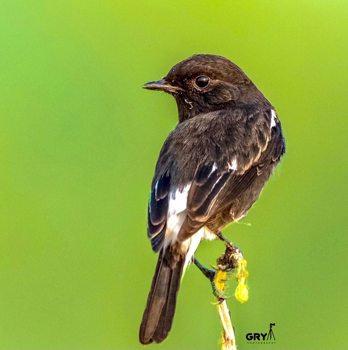 Pied Bushchat ©️Gaurav Yadav 

#birdsoﬁndia #birdschirping #birdofparadise #birdsflying #naturelovers #natureshots #birdphotographersofinstagram #birdofparadiseplant #nuts_about_nature #indianbirds #IndiAves #photographersofindia #photo #photoindia #natureshots #bbchindi