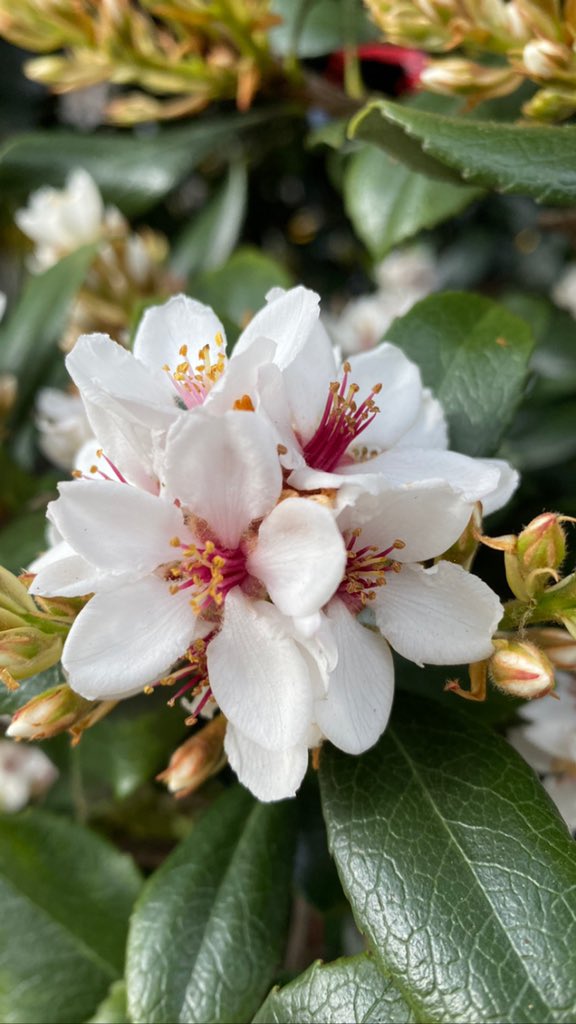 FitFantastic1's tweet photo. Some pretty flowers I photographed on todayโs walk! #flowers #whiteflowers #naturepics #flowersofinstagram #flowersmakemehappy #naturephotography #flowerlovers #flowerlove #prettyflowers #beautiful #springvibes #SpringHasComeAgain #SpringDay https://t.co/qtZk8Zn7CF
