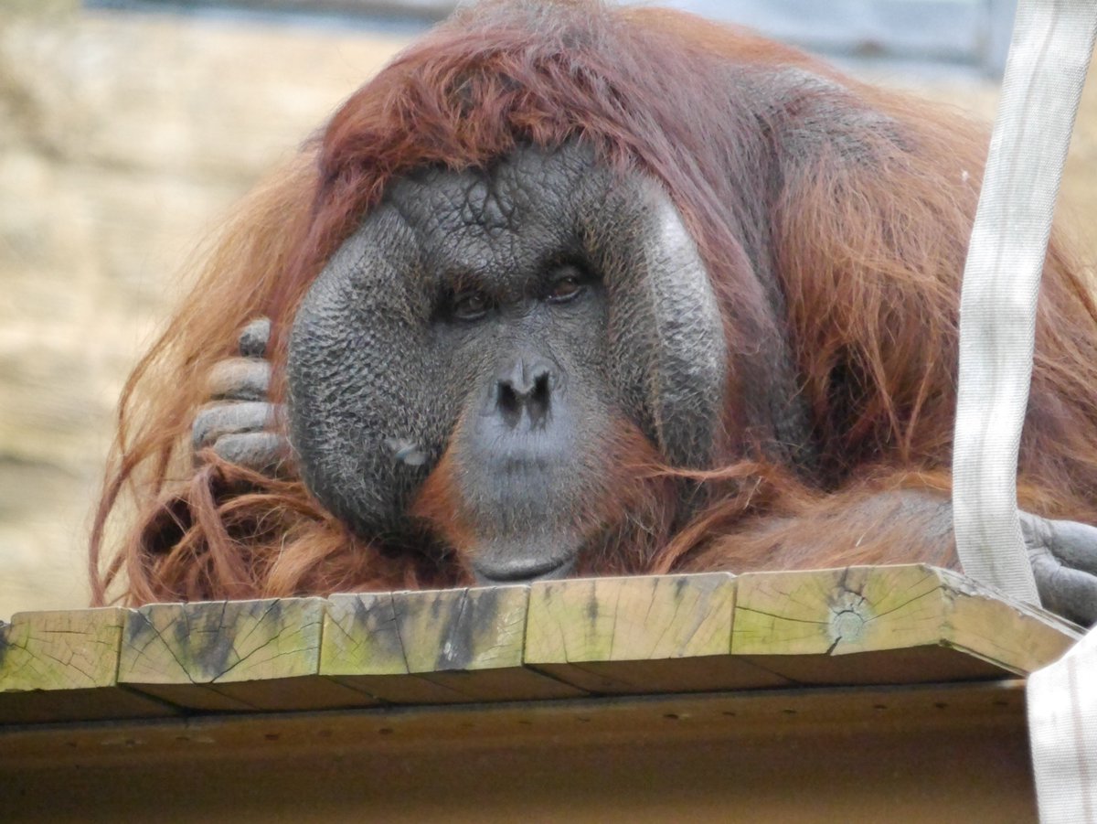 ボルネオオランウータン Trsene V Twitter