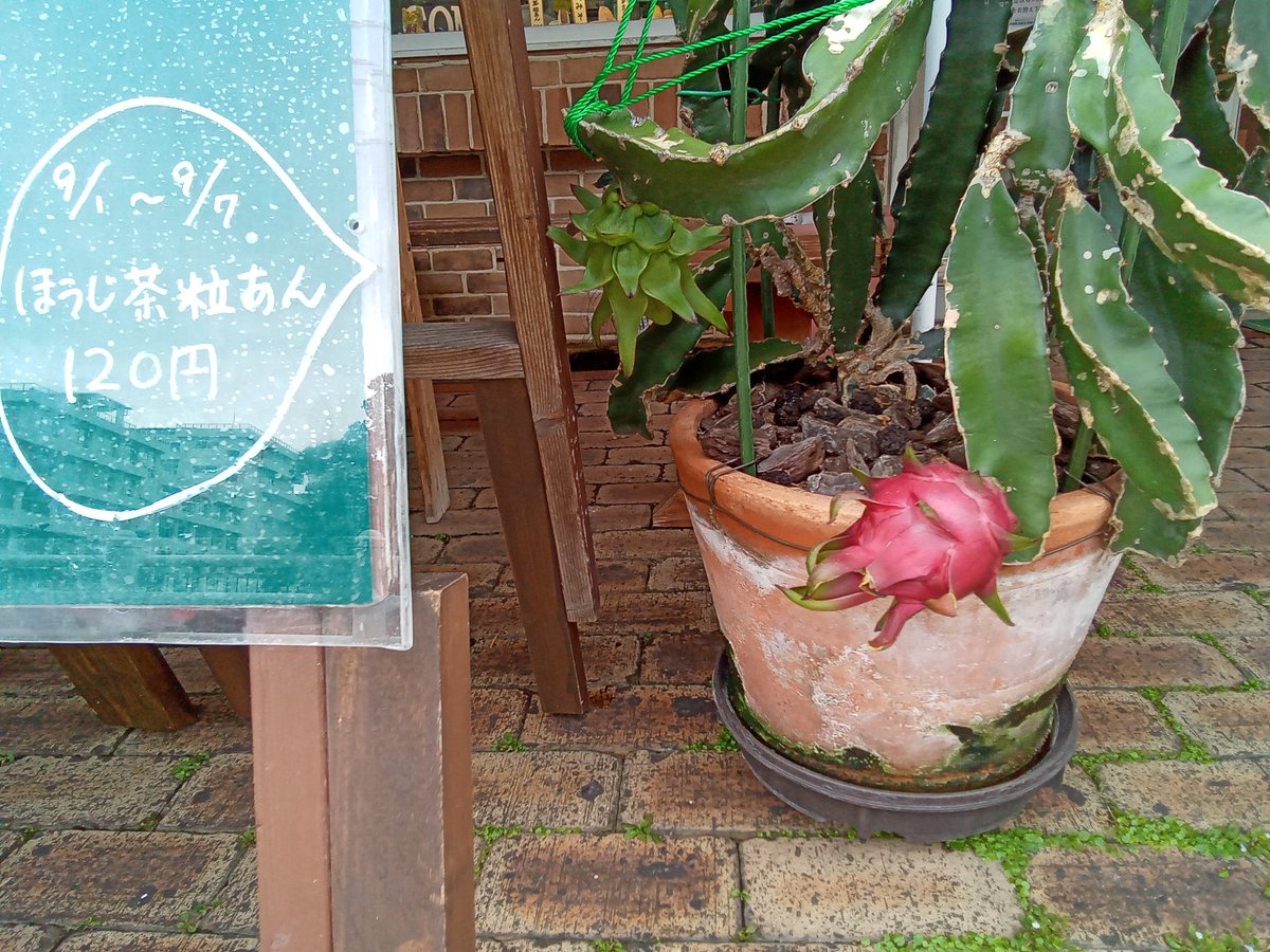 ﾄﾞﾗｺﾞﾝﾌﾙｰﾂ