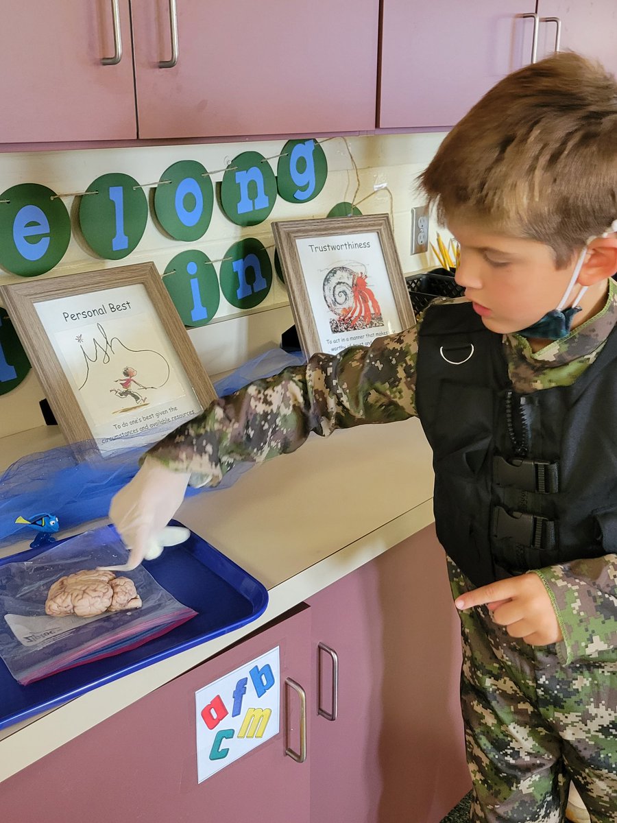 DRESMrsJRedner's tweet photo. We know how important our brain is in helping us learn.  Today we were scientists using our senses to observe a sheep's brain and make connections to our own parts of the brain and its functions. https://t.co/OrJHVjLMw8