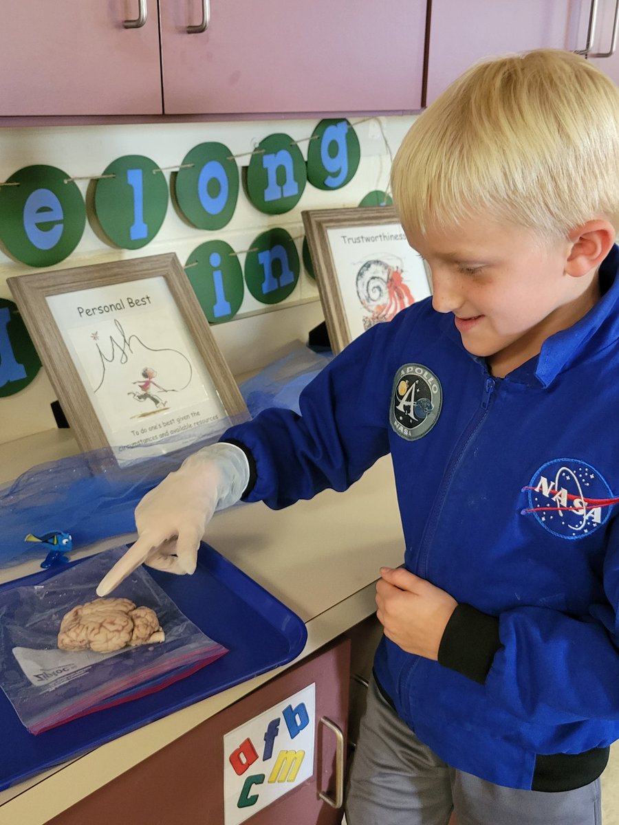 DRESMrsJRedner's tweet photo. We know how important our brain is in helping us learn.  Today we were scientists using our senses to observe a sheep's brain and make connections to our own parts of the brain and its functions. https://t.co/OrJHVjLMw8