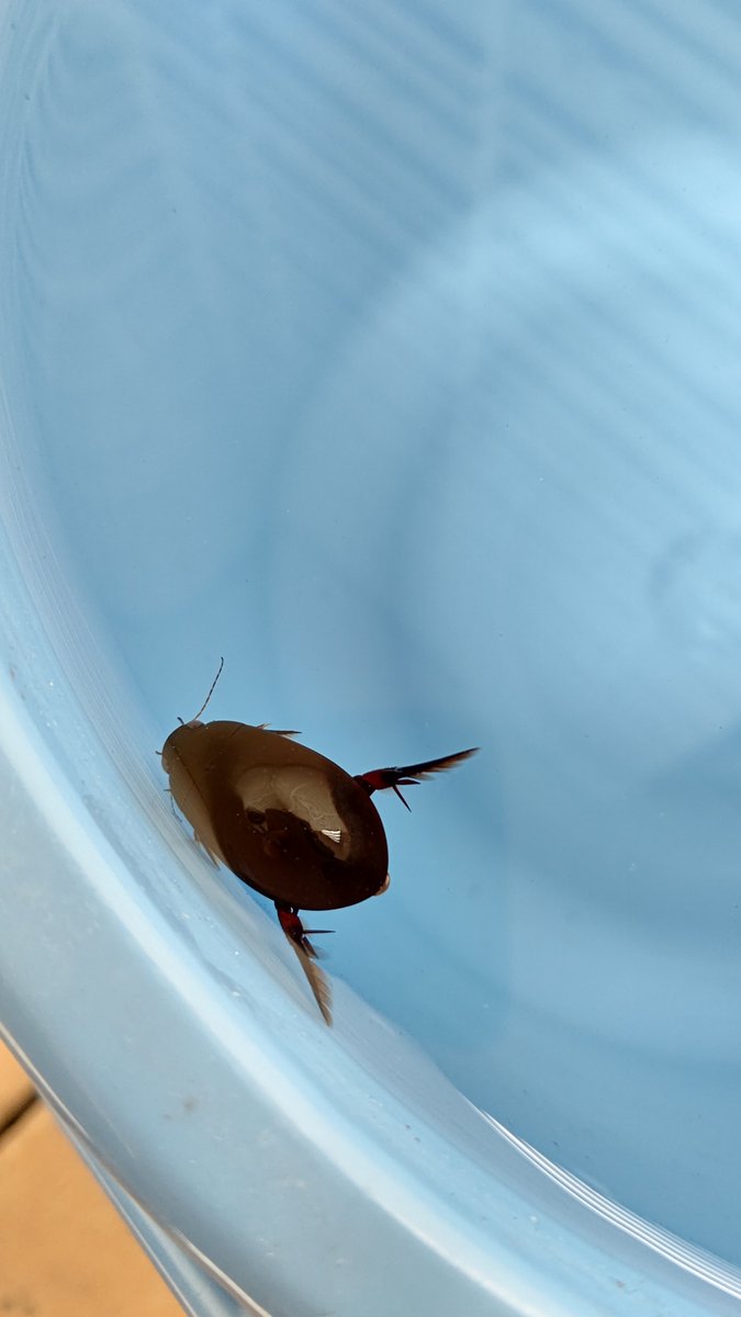 ゲンゴロウ飼育ブログ クロゲンゴロウ かっこういいですね