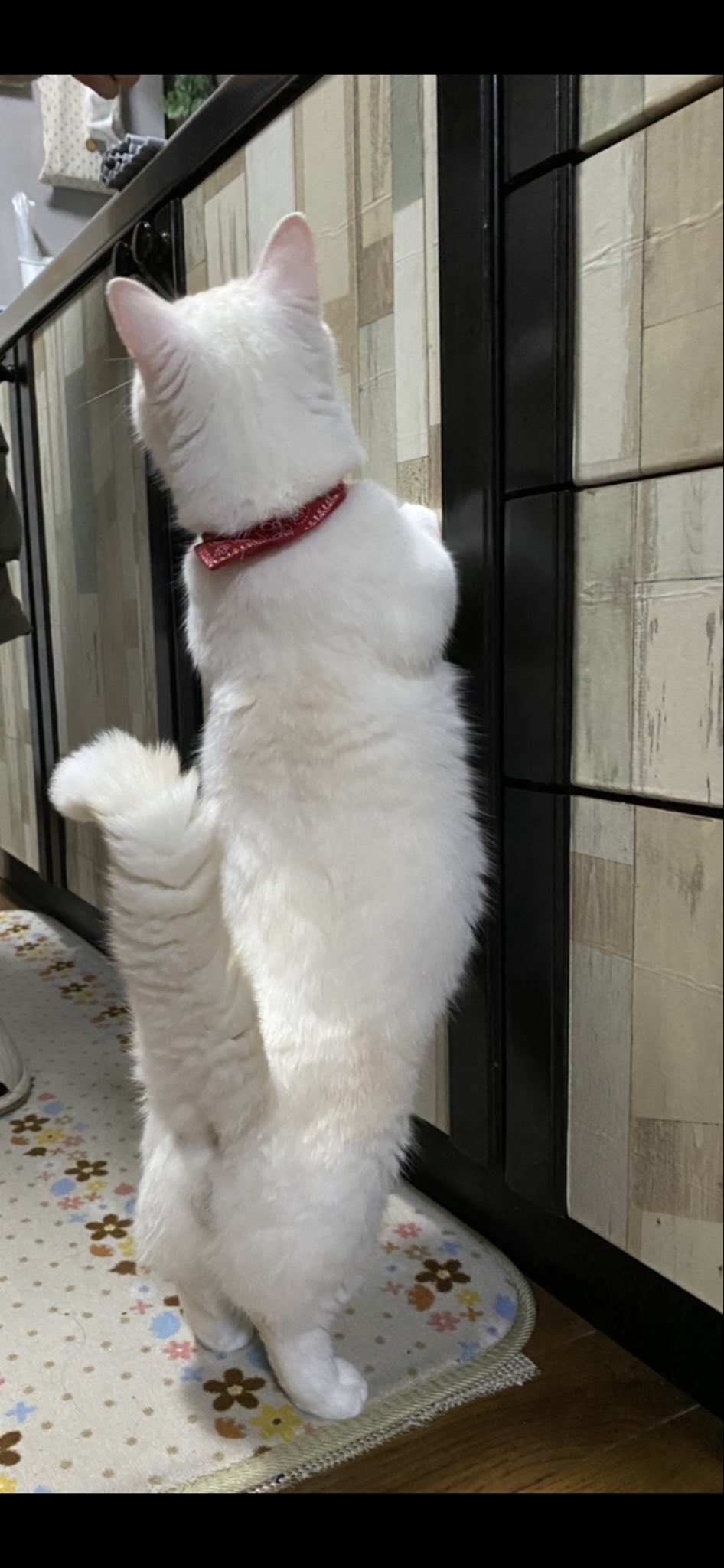 猫の餌 Twitter Sokning Twitter