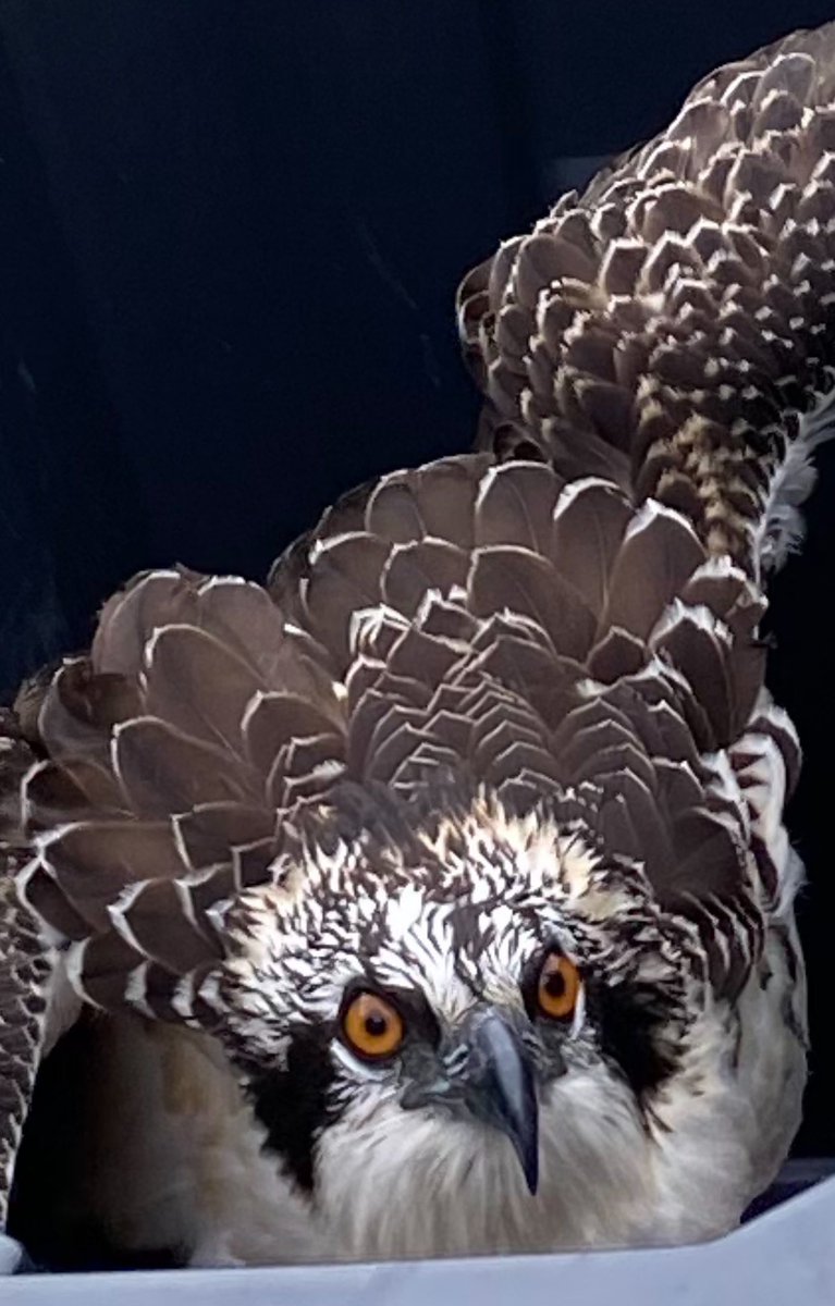 Thank you Evelyn Alexander Wildlife Rescue Center for helping rescue this fledgling Osprey in distress!

This raptor got caught in a precarious situation while learning to fly.

While Ospreys are making a comeback, conservation is still important. <a href="/PeconicEstuary/">Peconic Estuary</a> <a href="/EPAregion2/">U.S. EPA Northeast and Caribbean Region</a>