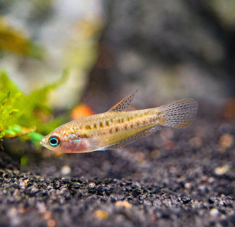 AquaticArts's tweet photo. FRIDAY FEATURED FISH:
The Sparkling Dwarf Gourami is a lovely, peaceful, beautifully marked, colorful small labyrinth fish, perfect for the planted or nano tank of all sizes!
#aquaticarts #aquarium #nanofish #fishtank #aquariumhobby #plantedaquarium #fishfans #plantedtank #fish https://t.co/M98FETDhW4