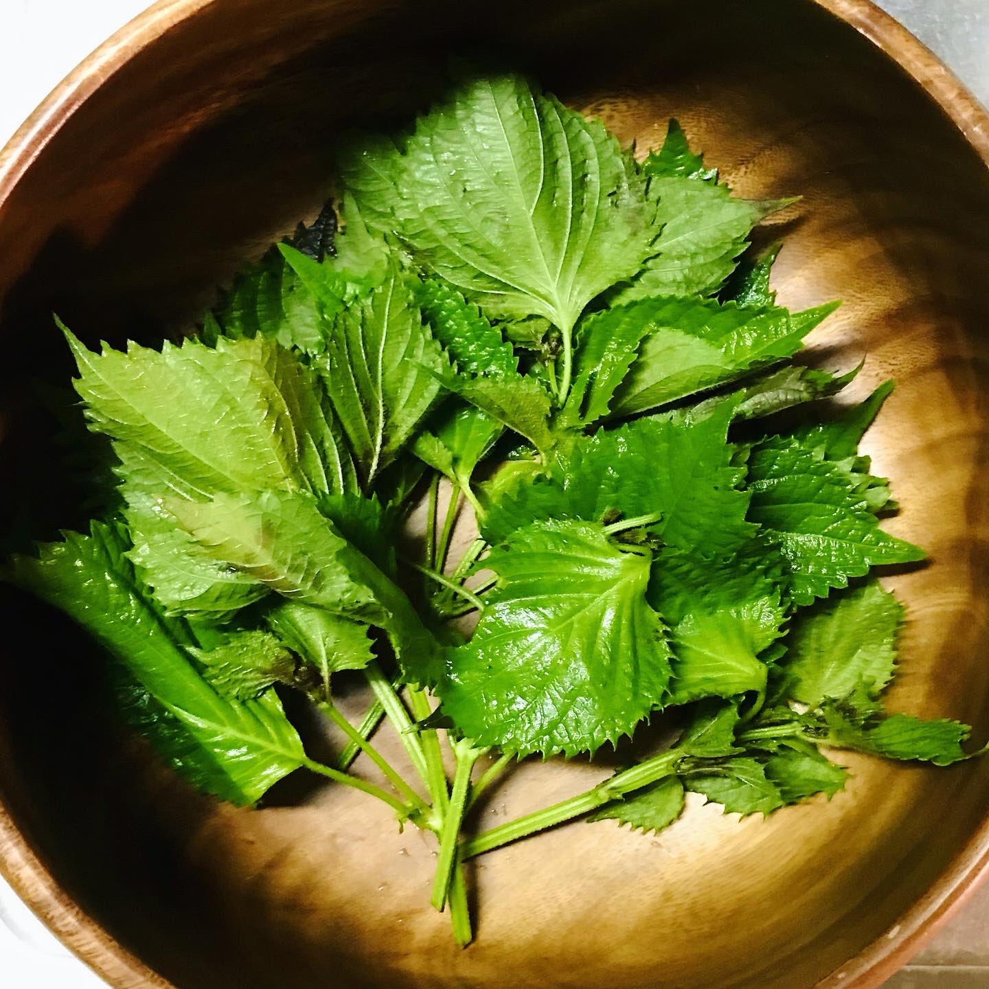 えごまの葉 Twitter Search Twitter