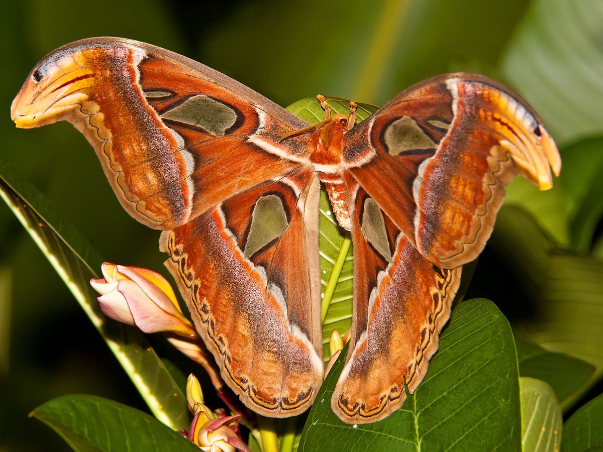 mothOTD's tweet photo. todays moth is the atlas moth! unfortunately, its life span is only 5-7 days. their survival tactic is the pattern on their wings! the ends are supposed to represent snake heads! its the largest moth in the world in terms of surface area. found in Asia and is common! https://t.co/2JQG7dqd8p