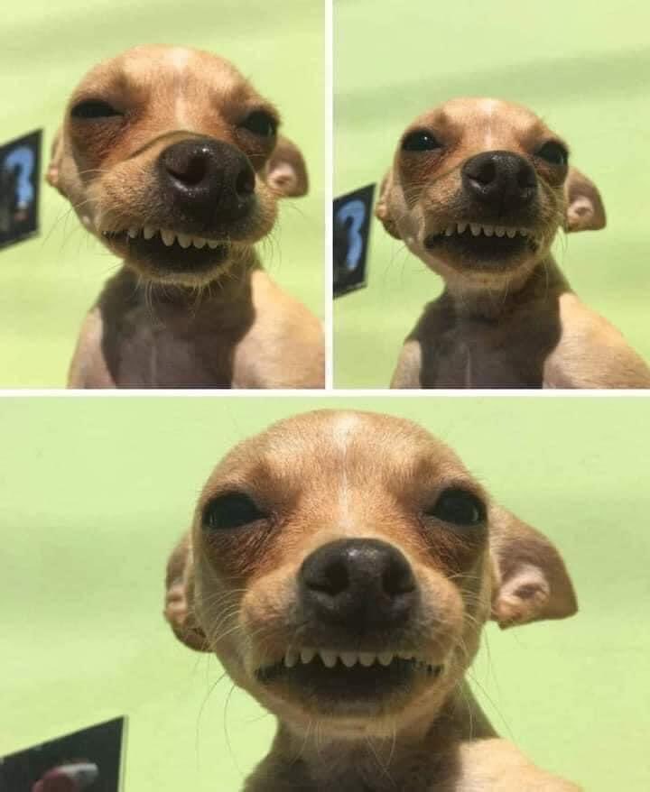 TheRandom_Memes's tweet image. Yo intentando tomarme fotos con una sonrisa: