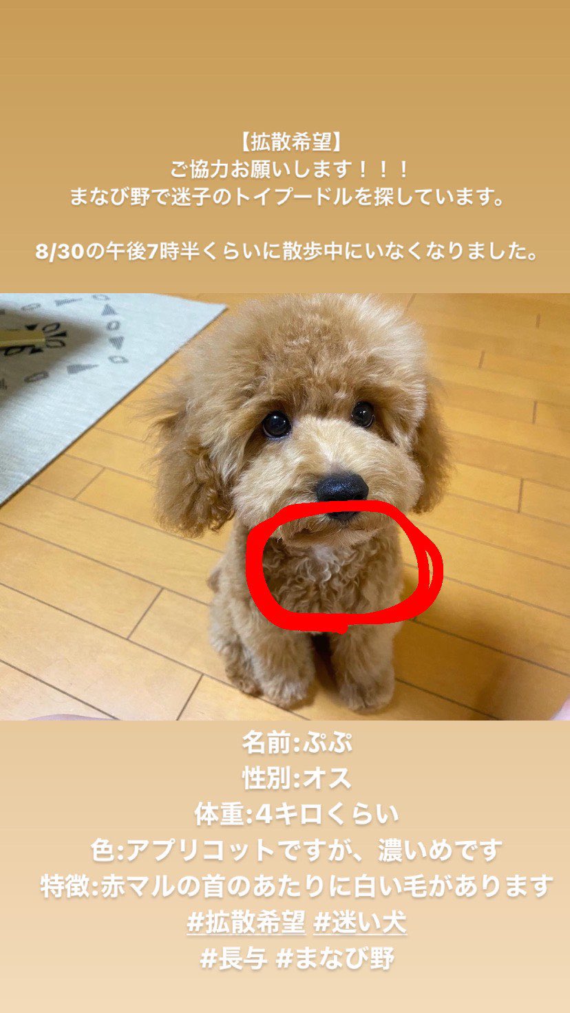 ぷぷを探しています בטוויטר 拡散希望 迷い犬を探しています 8 30 月 19 30ごろ 長崎県長与町まなび野 でいなくなりました 名前 ぷぷ オス 6ヶ月 約4kg 色 濃いアプリコット 特徴 首に百円玉くらいの白い毛 お心当たりの方はdmください 長崎 長与