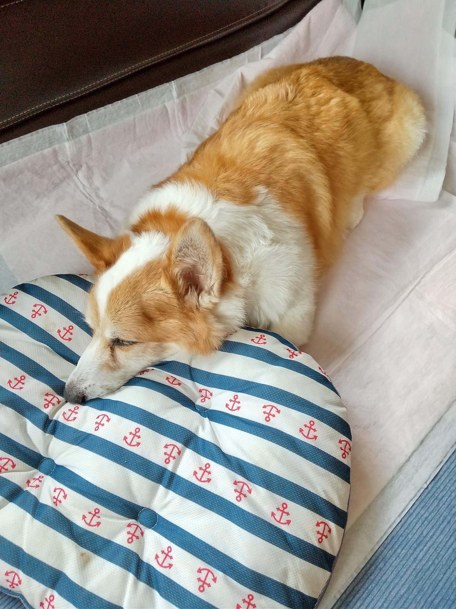 老犬ココアちゃんの介護日記 Lovemycocoa2525 Twitter