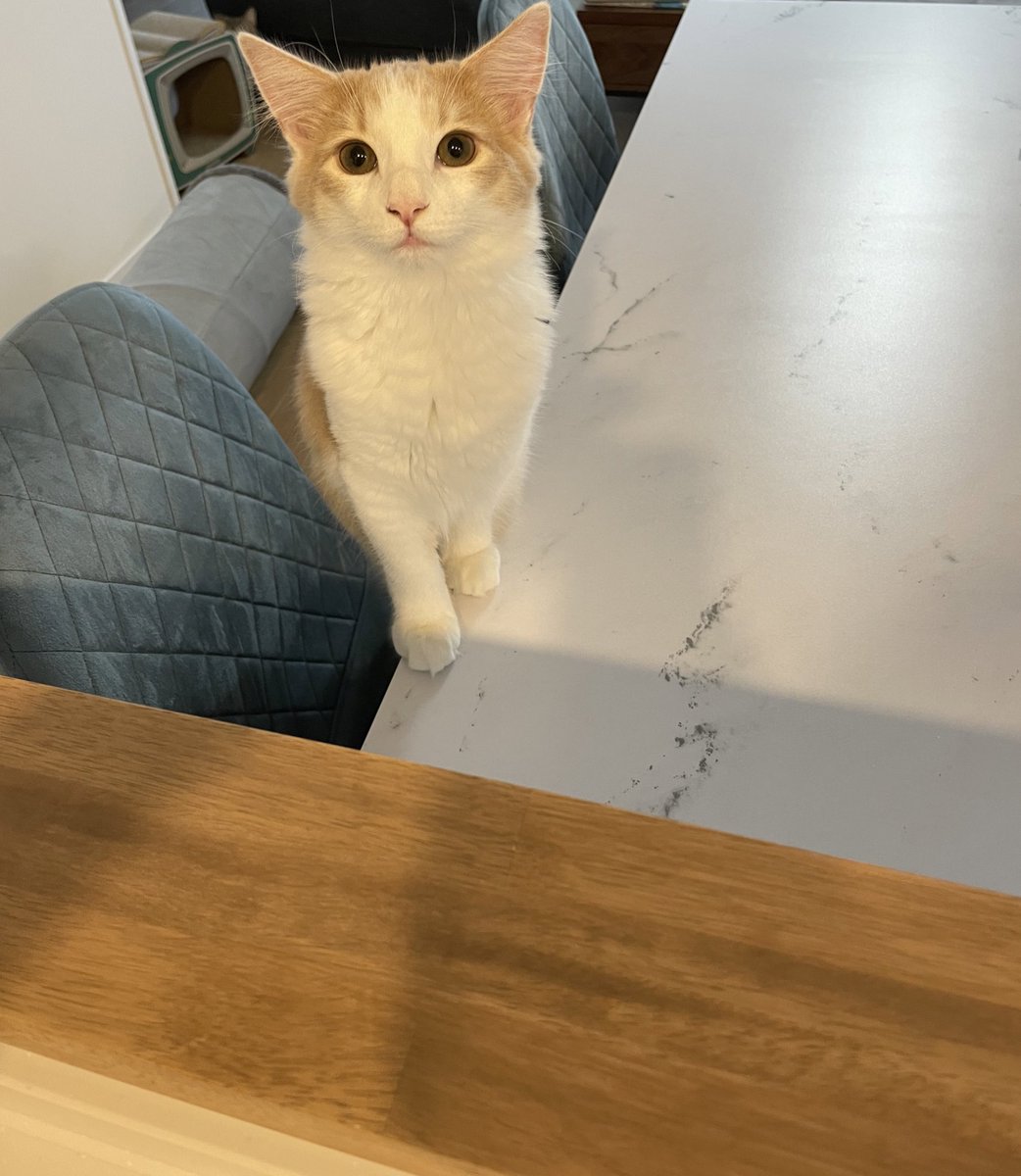最近グラノーラを食べはじめたんですが猫が それは猫が食べるやつでは という顔をしてきます Togetter 最近グラノーラを食べはじめたんですが猫が それは猫が食べるやつでは という顔をしてきます Togetter