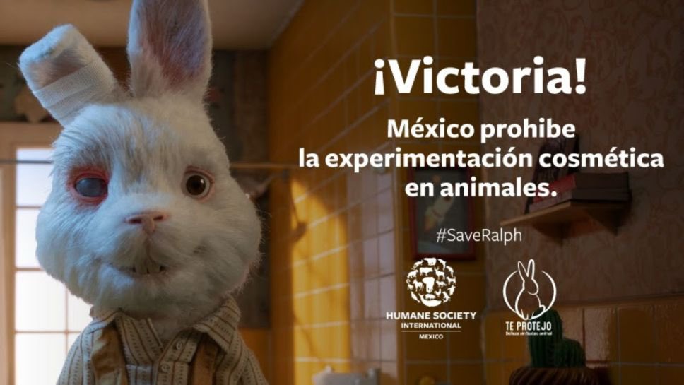andrelopezv's tweet photo. #México prohíbe las pruebas cosméticas en animales siendo el primer país en Norteamérica, el tercero en Latinoamérica y el número 41 del mundo en prohibir la tortura animal para la industria cosmética. #SaveRalph #NoAlMaltratoAnimal https://t.co/SdZfUR6p2V