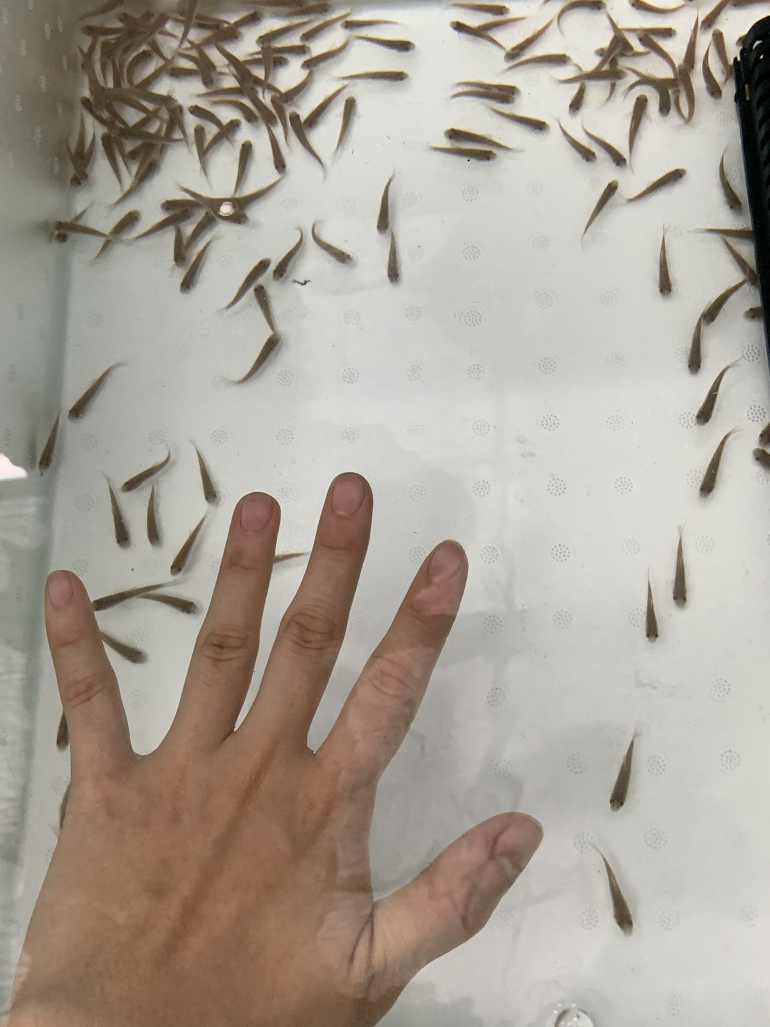 Uzivatel 金魚坂 生体 Na Twitteru ガラルファも入荷です ドクターフィッシュという名前で 広く知られています 横から見る機会って あまりないですよね 近々金魚坂で ドクターフィッシュ体験ができちゃうかもです ドクターフィッシュ ガラルファ
