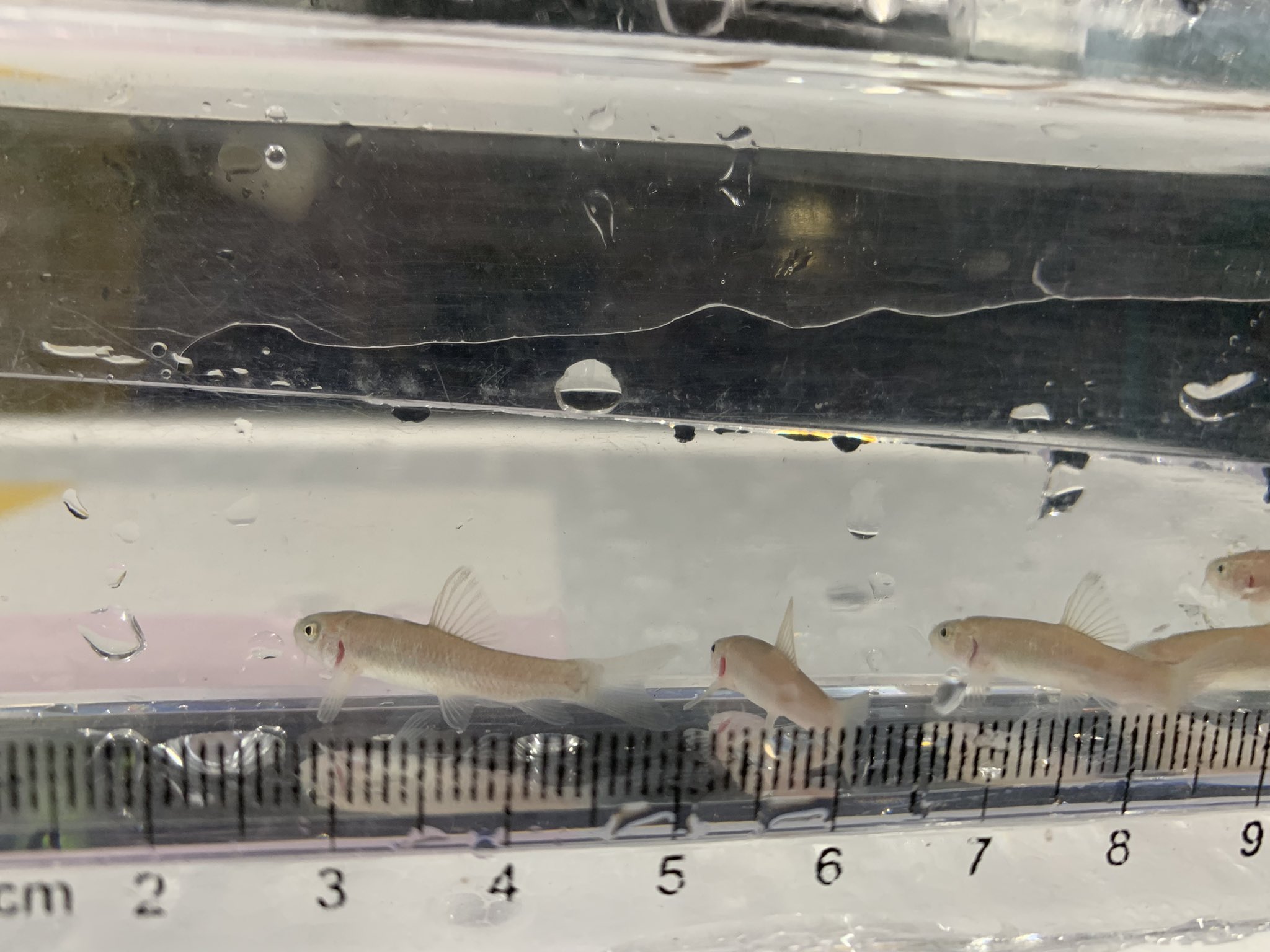 Uzivatel 金魚坂 生体 Na Twitteru ガラルファも入荷です ドクターフィッシュという名前で 広く知られています 横から見る機会って あまりないですよね 近々金魚坂で ドクターフィッシュ体験ができちゃうかもです ドクターフィッシュ ガラルファ