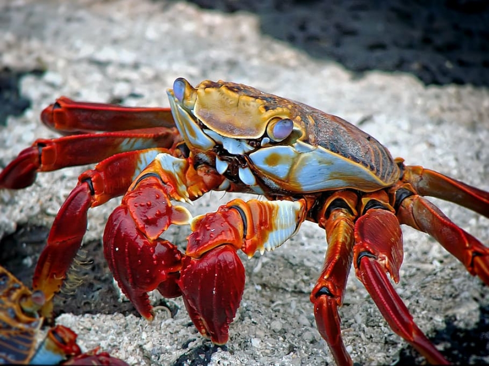 Read our article: How To Catch Crab
fishroyal.com/how-to-catch-c…
#fishing #reels #rods #lures