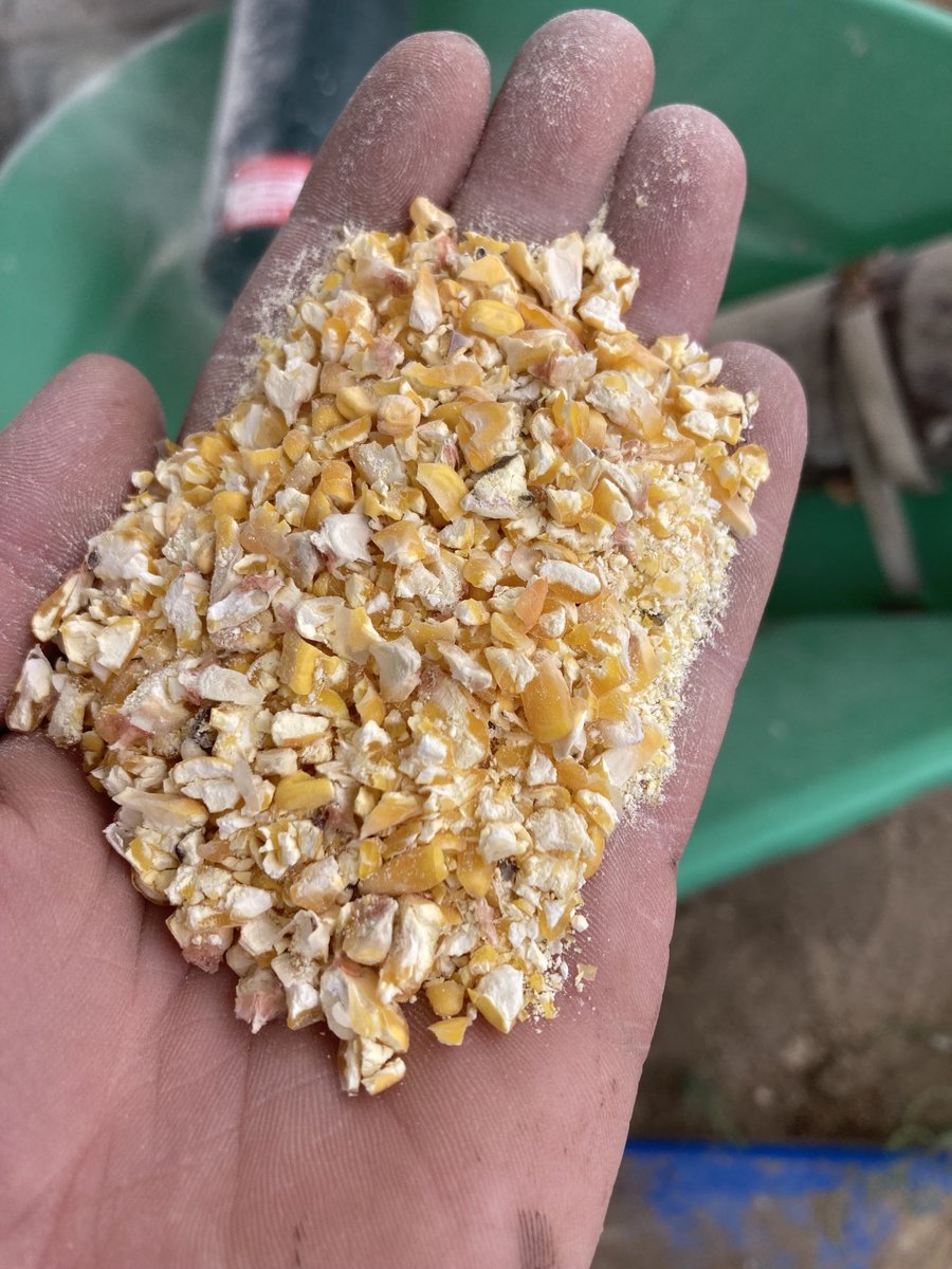CattleNut's tweet photo. Getting close to having all our winter feed put together now. Happy with the job the roller mill did. #enogencorn https://t.co/rZ68fY74vE