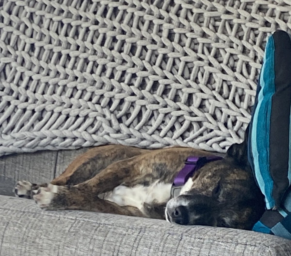 TerpsMLC's tweet image. #doghappiness #sleepydoggo