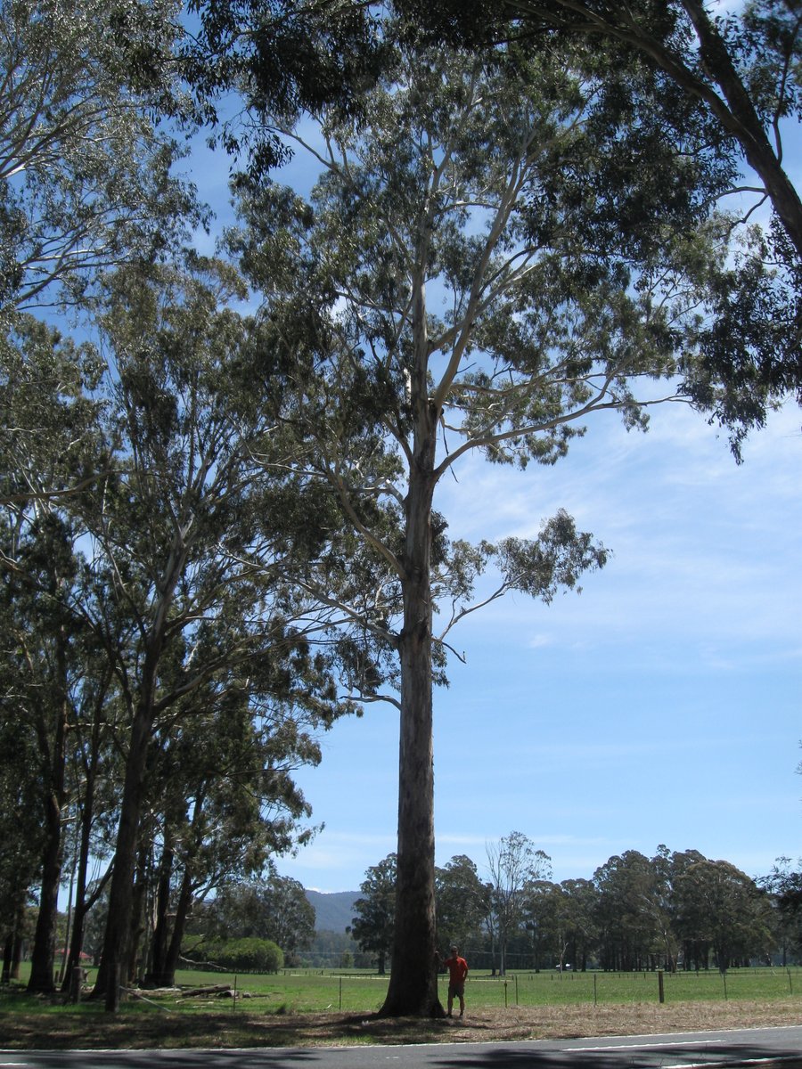MRC_org_nz's tweet photo. Congratulations to Paul Millen, who was awarded the prestigious Forester of the Year title by the NZ Institute of Forestry. This recognises 18 years work undertaking research of eucalypts initially to develop durable untreated posts for vineyards. https://t.co/gLGI9tzY5e https://t.co/EfJ9GCfVw9