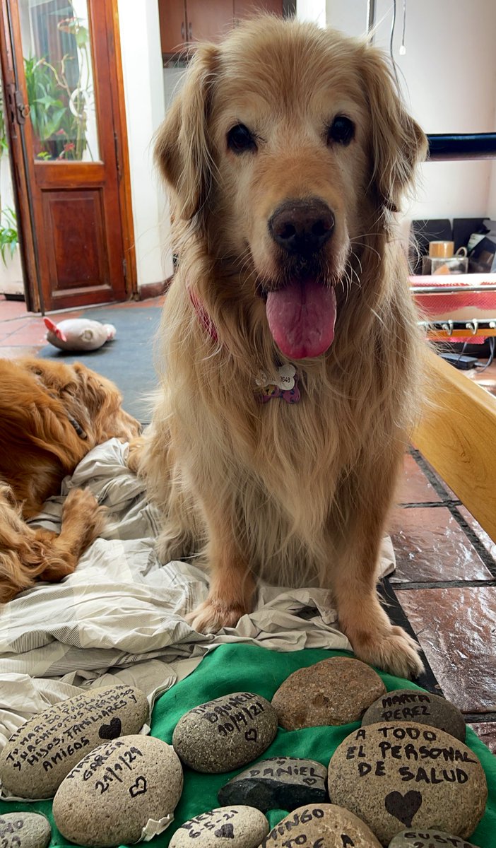 MalenaStein's tweet photo. En 9hs vienen a hacerle el último estudio a Oli, van a afeitarle su hermoso pelo del cuello para hacerle la ecografia.
Sigo escribiendo nombres en las piedras mientras me observa y puedo asegurar que todo el amor del mundo vive en su mirada que me atraviesa.
🙏🏻que no sea cáncer😢 https://t.co/1xegclb4i4