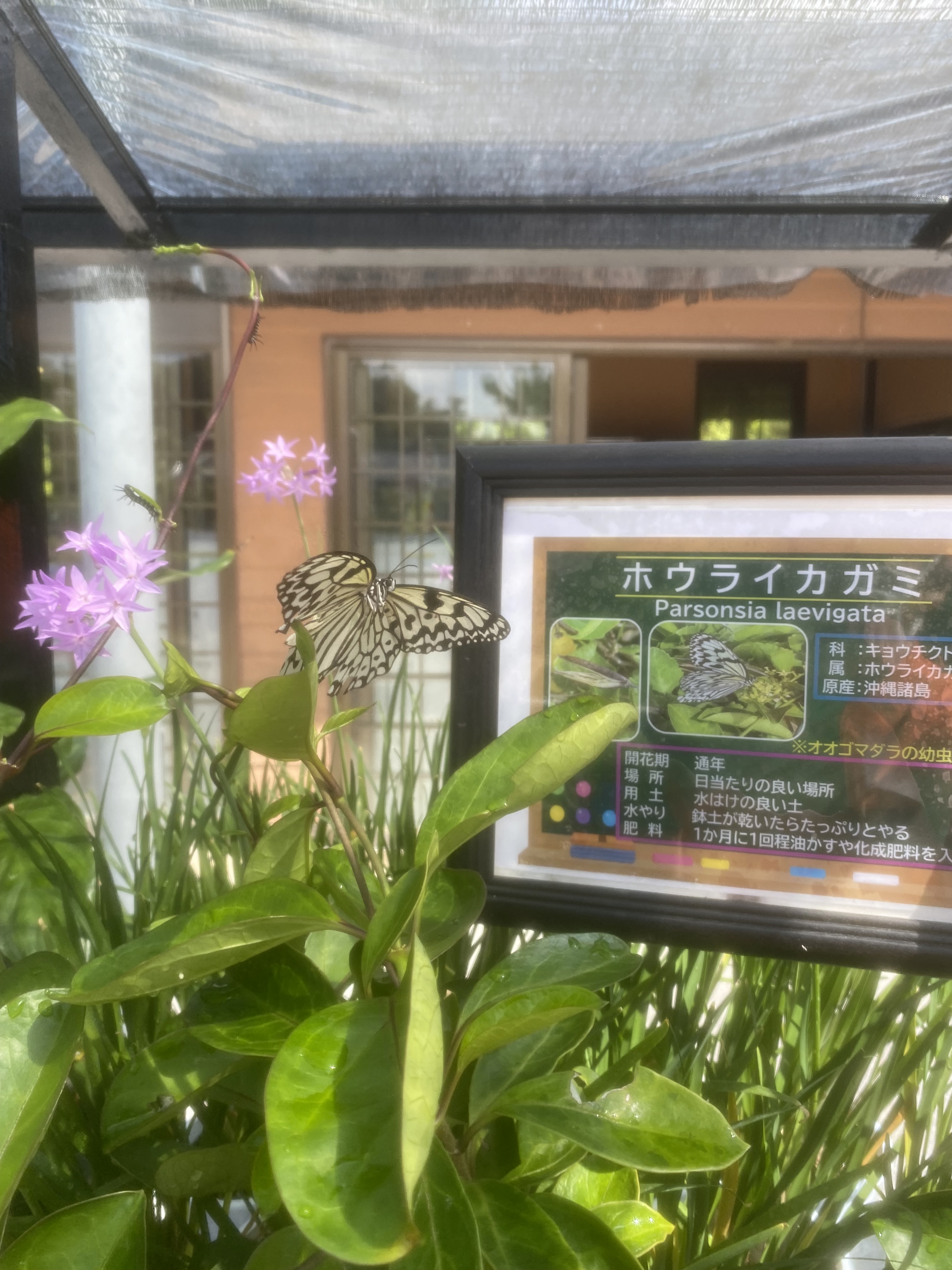 ホウライカガミ Twitter Search Twitter