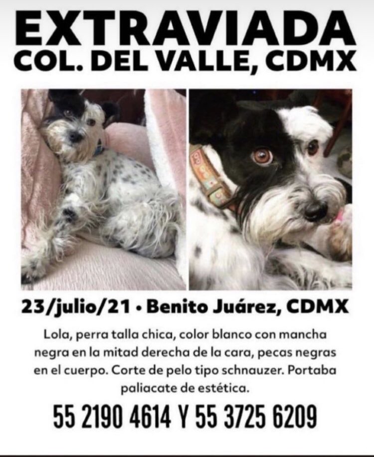 marthapauescobedo@gmail.com (@marthapauescob2) on Twitter photo <a href="/RaulRivasCarmo3/">Raul Rivas Carmona</a> <a href="/veronicaEM1502/">Veronica Escobedo</a> <a href="/LaCampestre_Ch/">Campestre Churubusco</a> <a href="/ChetinVeronica/">Veronica Escobedo</a> <a href="/ColDelValleBJ/">Colonia Del Valle, Benito Juarez, #CDMX</a> <a href="/colnochebuena/">Colonia Noche Buena</a> <a href="/SOSsalchichas/">Salchibukis …🆘 salchichas al rescate</a> <a href="/ColCuauhtemoc/">ResidentesCuauhtémoc</a> <a href="/En_laDelValle/">En la Del Valle</a> <a href="/NarvarteVecinos/">🌸 Del Valle/Narvarte Unidos 🌸</a> <a href="/DelValleSur/">DelValleSur</a> <a href="/La_Portales/">Colonia Portales</a> <a href="/coldelvallecdmx/">Colonia Del Valle</a> <a href="/ColLetranValle/">Colonia Letran Valle</a> <a href="/por_perros/">por_perros</a> <a href="/rescatamx/">Rescata México</a> <a href="/Fer_Ortega25/">Amor y respeto animal</a> <a href="/RaulRivasCarmo3/">Raul Rivas Carmona</a> <a href="/veronicaEM1502/">Veronica Escobedo</a> <a href="/LaCampestre_Ch/">Campestre Churubusco</a> <a href="/ChetinVeronica/">Veronica Escobedo</a> <a href="/ColDelValleBJ/">Colonia Del Valle, Benito Juarez, #CDMX</a> <a href="/colnochebuena/">Colonia Noche Buena</a> <a href="/SOSsalchichas/">Salchibukis …🆘 salchichas al rescate</a> <a href="/ColCuauhtemoc/">ResidentesCuauhtémoc</a> <a href="/En_laDelValle/">En la Del Valle</a> <a href="/NarvarteVecinos/">🌸 Del Valle/Narvarte Unidos 🌸</a> <a href="/DelValleSur/">DelValleSur</a> <a href="/La_Portales/">Colonia Portales</a> <a href="/coldelvallecdmx/">Colonia Del Valle</a> <a href="/ColLetranValle/">Colonia Letran Valle</a> <a href="/por_perros/">por_perros</a> <a href="/rescatamx/">Rescata México</a> <a href="/Fer_Ortega25/">Amor y respeto animal</a>