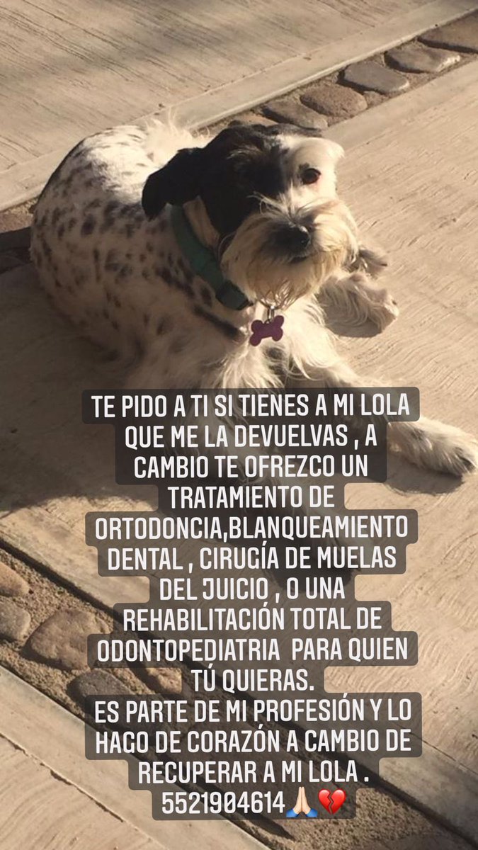 marthapauescobedo@gmail.com (@marthapauescob2) on Twitter photo <a href="/AlcaldiaBJ/">AlcaldiaBJ</a> @CaninaAmber <a href="/ColCentinela/">Colonia El Centinela</a> <a href="/RescateAnimal/">Rescate Animal</a> <a href="/antymob/">Miss Anty Mobarak</a> <a href="/Apoyo_Croqueton/">Apoyo Croquetón</a> <a href="/LuisitoComunica/">Luisillo El Pillo</a> <a href="/lawera33/">Perros Encontrados sin su dueño</a> <a href="/HuesitosDF/">Huesitos DF</a> <a href="/Lacasadelsalchi/">La casa del perro Salchicha CDMX</a> <a href="/_PatriciaAnaya/">Amo a los Perros</a> <a href="/PrrosPerdidosMX/">PerrosPerdidosMx</a>
POR FAVOR AYÚDANOS A SEGUIR DIFUNDIENDO EXTRAVIADA 23.07.2021 BJ COLONIA DEL VALLE, LOLA <a href="/AlcaldiaBJ/">AlcaldiaBJ</a> @CaninaAmber <a href="/ColCentinela/">Colonia El Centinela</a> <a href="/RescateAnimal/">Rescate Animal</a> <a href="/antymob/">Miss Anty Mobarak</a> <a href="/Apoyo_Croqueton/">Apoyo Croquetón</a> <a href="/LuisitoComunica/">Luisillo El Pillo</a> <a href="/lawera33/">Perros Encontrados sin su dueño</a> <a href="/HuesitosDF/">Huesitos DF</a> <a href="/Lacasadelsalchi/">La casa del perro Salchicha CDMX</a> <a href="/_PatriciaAnaya/">Amo a los Perros</a> <a href="/PrrosPerdidosMX/">PerrosPerdidosMx</a>
POR FAVOR AYÚDANOS A SEGUIR DIFUNDIENDO EXTRAVIADA 23.07.2021 BJ COLONIA DEL VALLE, LOLA