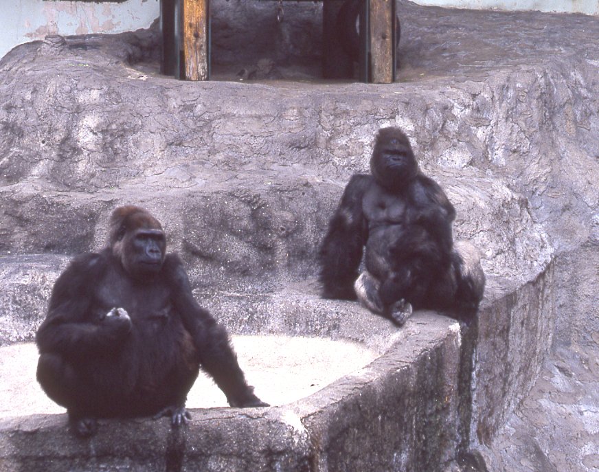 広島市安佐動物公園 公式 Asazoo 50周年 こんなの飼ってました 過去に飼育していた動物 和名 ニシゴリラ 英名 Western Gorilla 学名 Gorilla Gorilla 今でもときどき来園者の方にゴリラいなかったっけ と聞かれます 写真左側の雌のピーコは