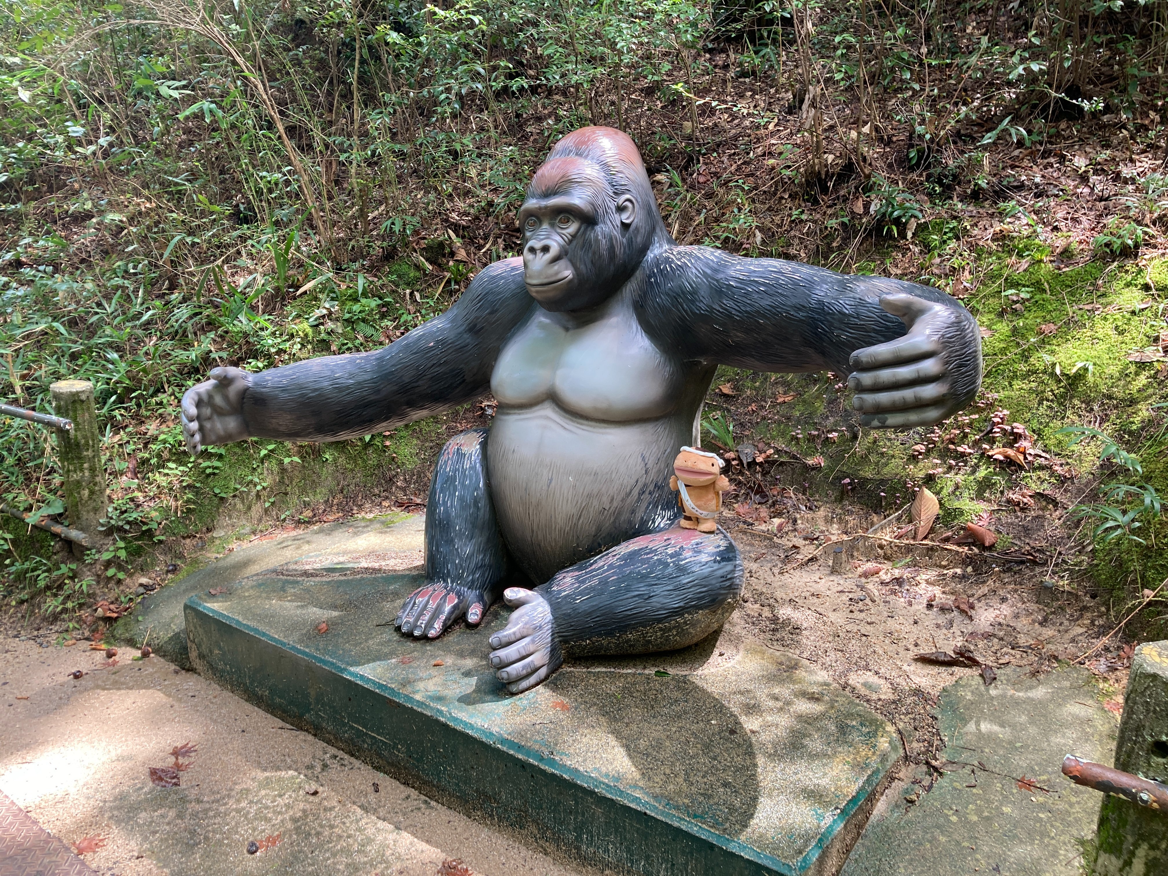 広島市安佐動物公園 公式 Asazoo 50周年 こんなの飼ってました 過去に飼育していた動物 和名 ニシゴリラ 英名 Western Gorilla 学名 Gorilla Gorilla 今でもときどき来園者の方にゴリラいなかったっけ と聞かれます 写真左側の雌のピーコは