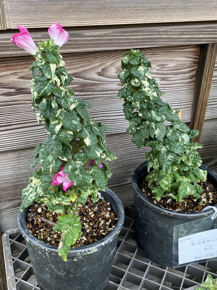 たかこ على تويتر 国立歴史民俗博物館 くらしの植物苑 伝統の朝顔展 テレビで見た時 ヘェ と思った朝顔 実際に見れました