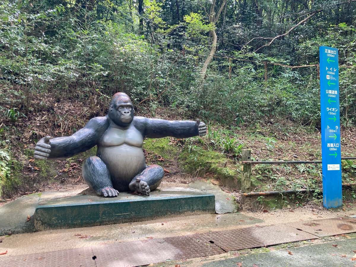 飼育はしていませんが記念撮影は可能です。 #asazoo #50周年 #ゴリラと