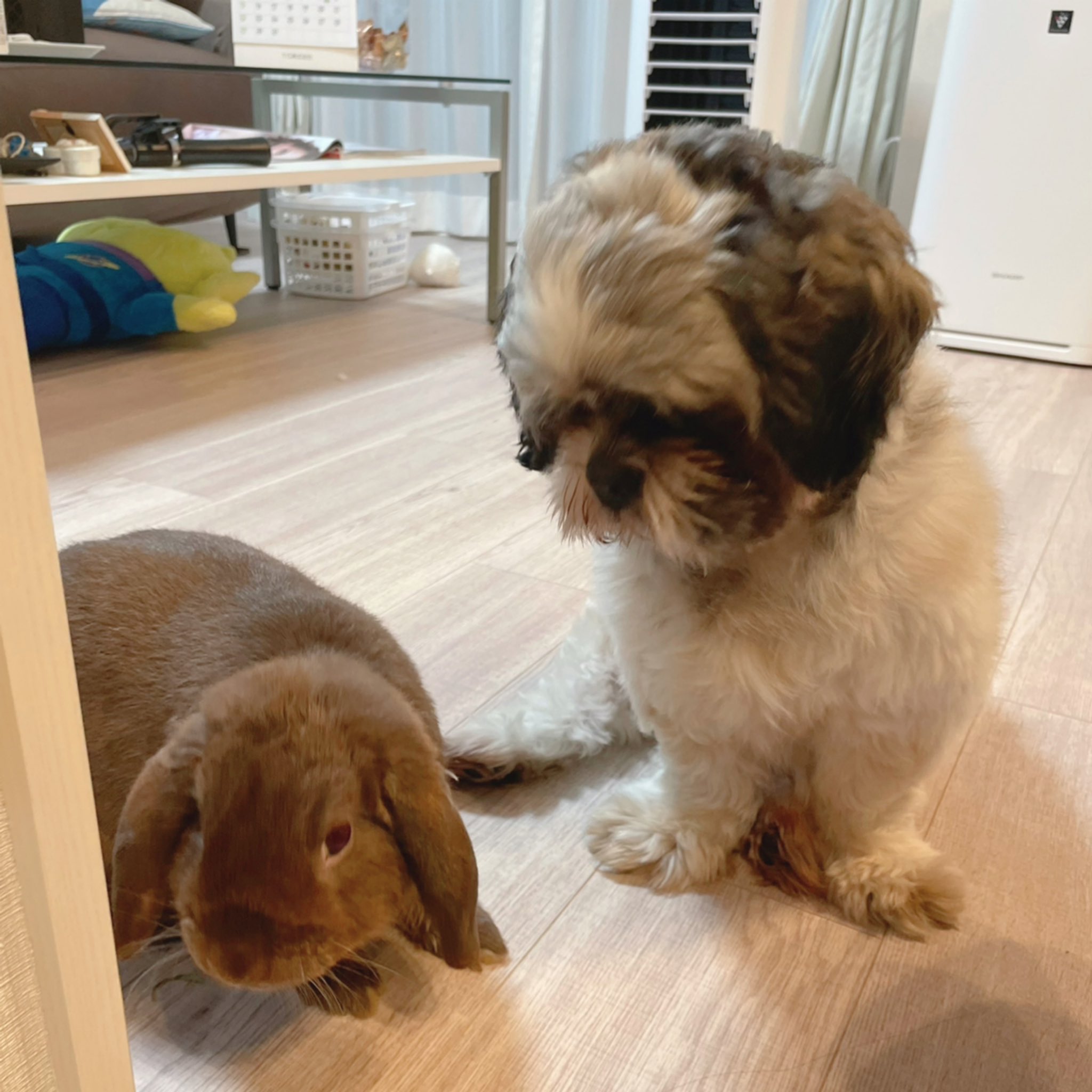ちゃむーむー 圧が強いんじゃ 犬 シーズー 犬のいる暮らし うさぎ ホーランドロップ うさぎのいる暮らし T Co 8w1ulswxoq Twitter