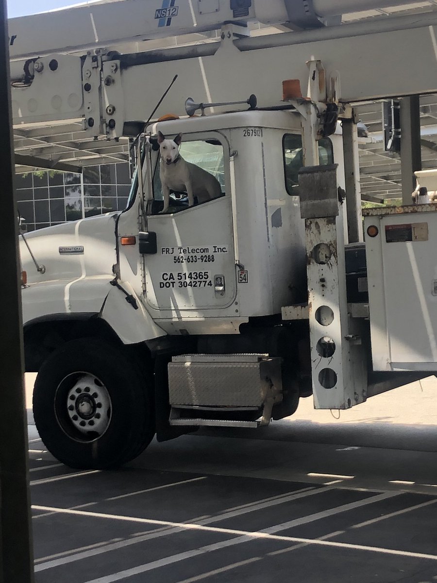 Hi Twitter please help my Dad find his partner in crime and work buddy. He ran after a cat in the city of paramount and wasn’t found after that. My dad was not able to sleep last night because his sleeping buddy was also missing. Reward will be given. #BullTerrierFamily