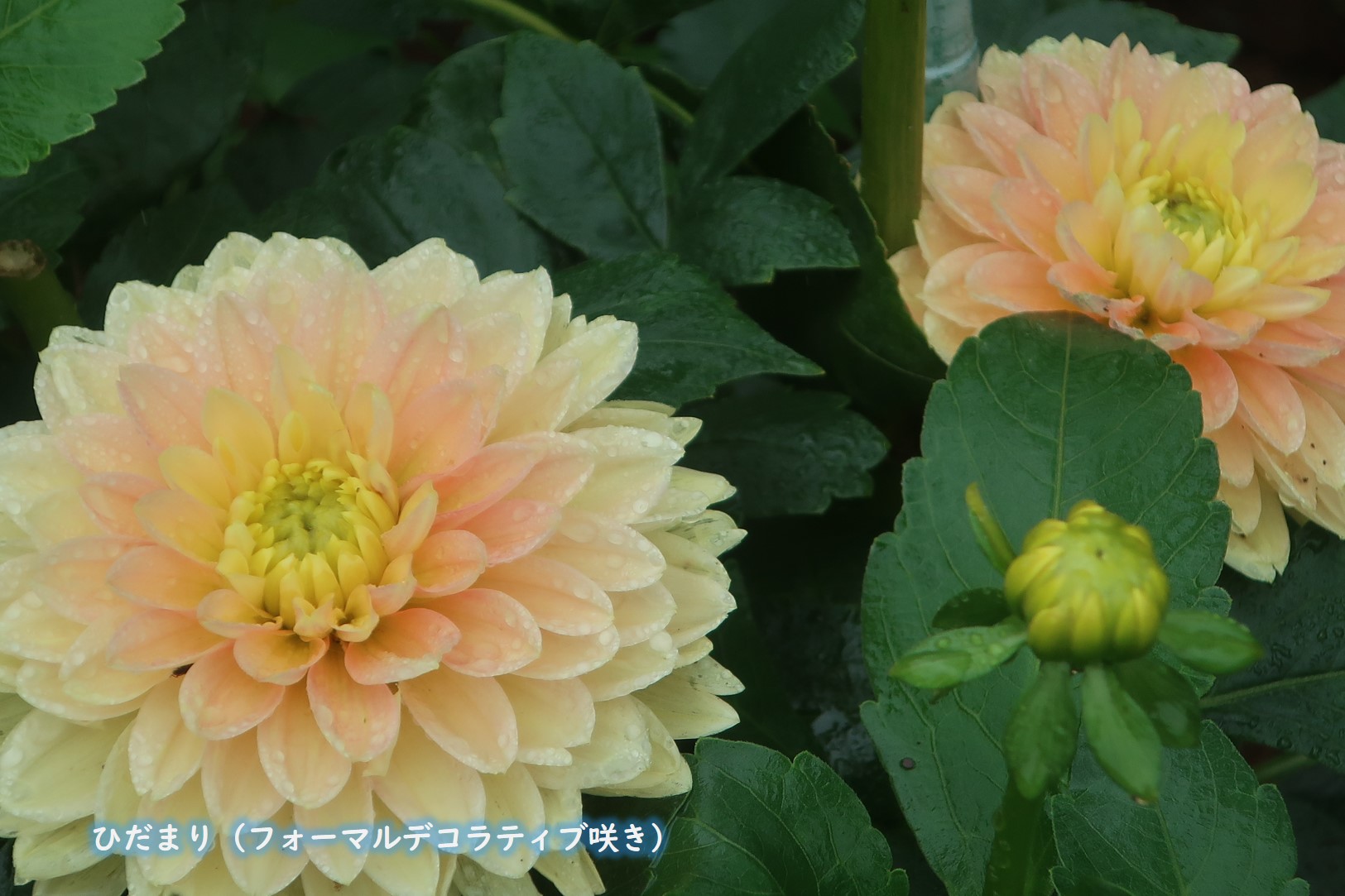 神代植物公園 ニュース スタッフより 園芸係 ダリア いちばんの見ごろシーズン 秋が到来しました 6 7月に一度目の花期 暑さに弱くて真夏は少しお休み この植物は多年草 ですが 冬に凍らないよう球根を掘り出す必要があります 当ダリア園は