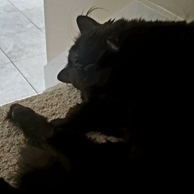 mary_paramore's tweet photo. For a friend &amp; their sweet cat https://t.co/O2rVTYyScM 
#cat #ChronicUlcerativePeriodontalStomatitis #catautoimmunedisease #sweetcat #blackcat https://t.co/0WvMhci317