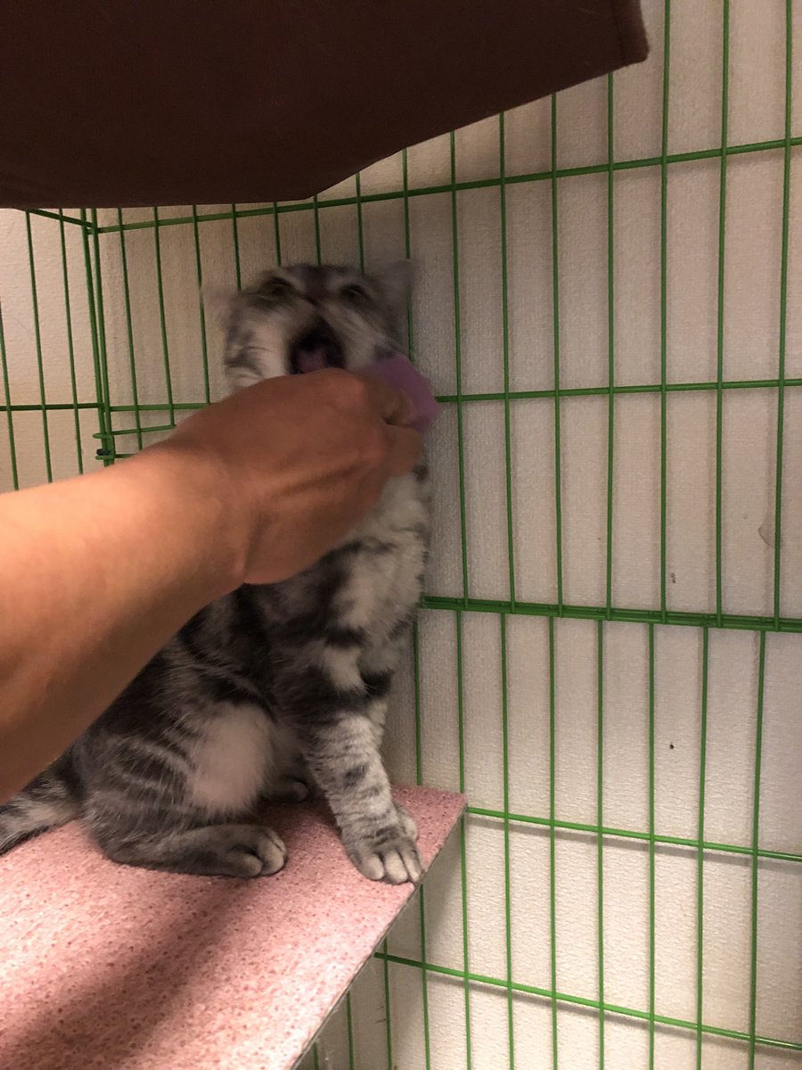 febiso42917's tweet photo. 里親91日目🐈
ブラシと戦う猫(笑)。
強烈な猫パンチが入り、飼い主負傷😅
そんなにブラッシング嫌い？？

#猫好きさんと繋がりたい　#猫のいる暮らし  #保護猫　#アメリカンショートヘア  #猫のいる幸せ　#ネコチャンカワイイ　#猫 https://t.co/xE8xAEtMAM