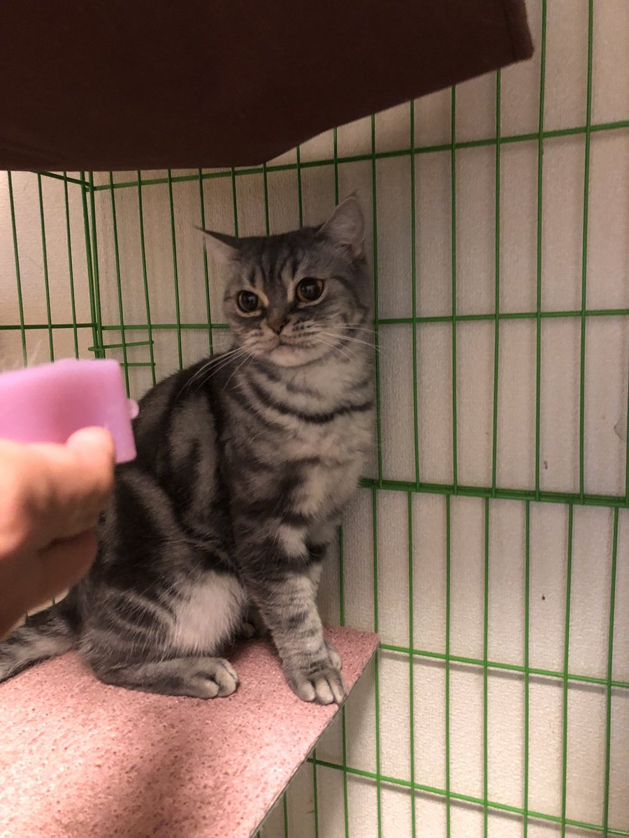 febiso42917's tweet photo. 里親91日目🐈
ブラシと戦う猫(笑)。
強烈な猫パンチが入り、飼い主負傷😅
そんなにブラッシング嫌い？？

#猫好きさんと繋がりたい　#猫のいる暮らし  #保護猫　#アメリカンショートヘア  #猫のいる幸せ　#ネコチャンカワイイ　#猫 https://t.co/xE8xAEtMAM