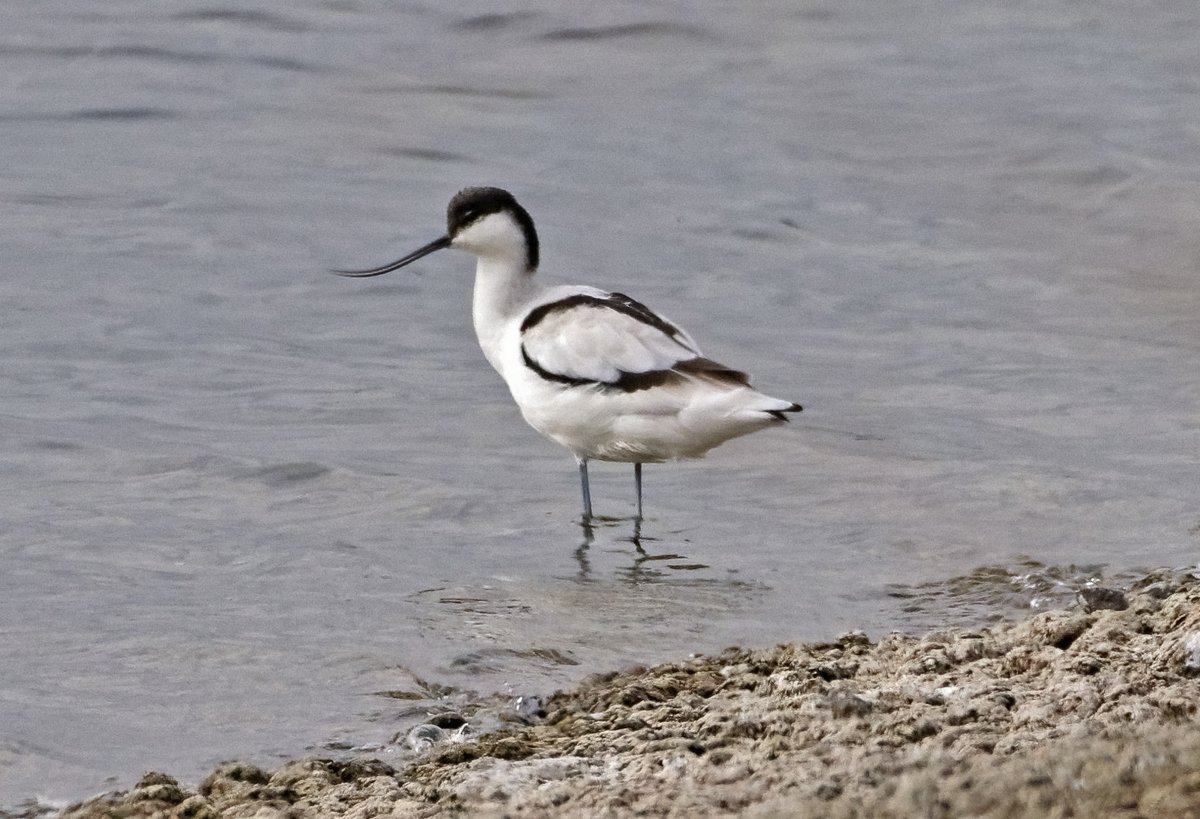 Avocet from this morning's trip to the @E17Wetlands - was briefly on Lockwood, then took off and circled a few times and headed off north. 
Patch tick for me!
#londonbirds #WalthamstowWetlands #birdinguk