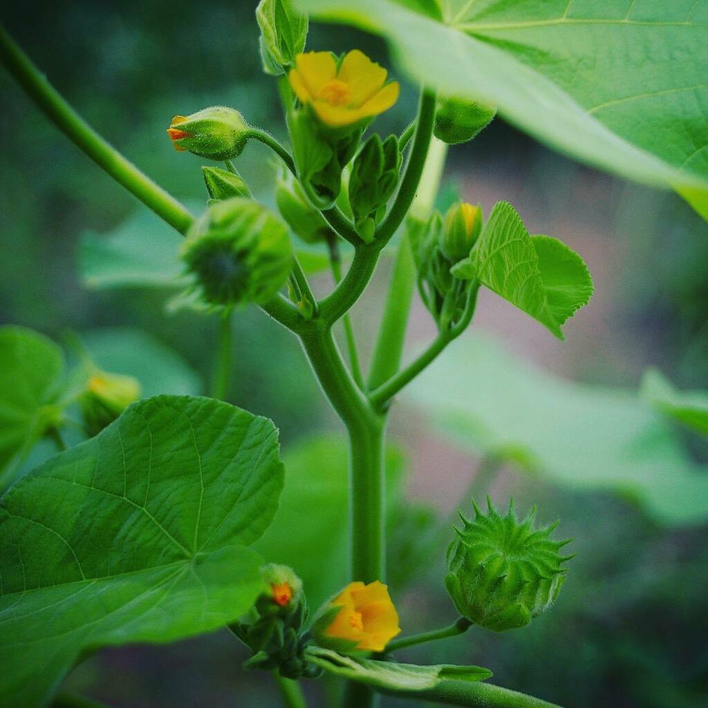 kikutaroid's tweet photo. 無題
#街歩き
#scene
#花 #flower
#植物 #plants
#路傍 #roadside
#pentax #k100dsuper #k100ds #k_mount
#smc #smcpentaxf #pentaxf2828 #f2828 #singlefocuslens #aflens #oldlens
#trimmed #retouched #filtereffects https://t.co/9KaHX5o6iJ https://t.co/WIFJr0l60B