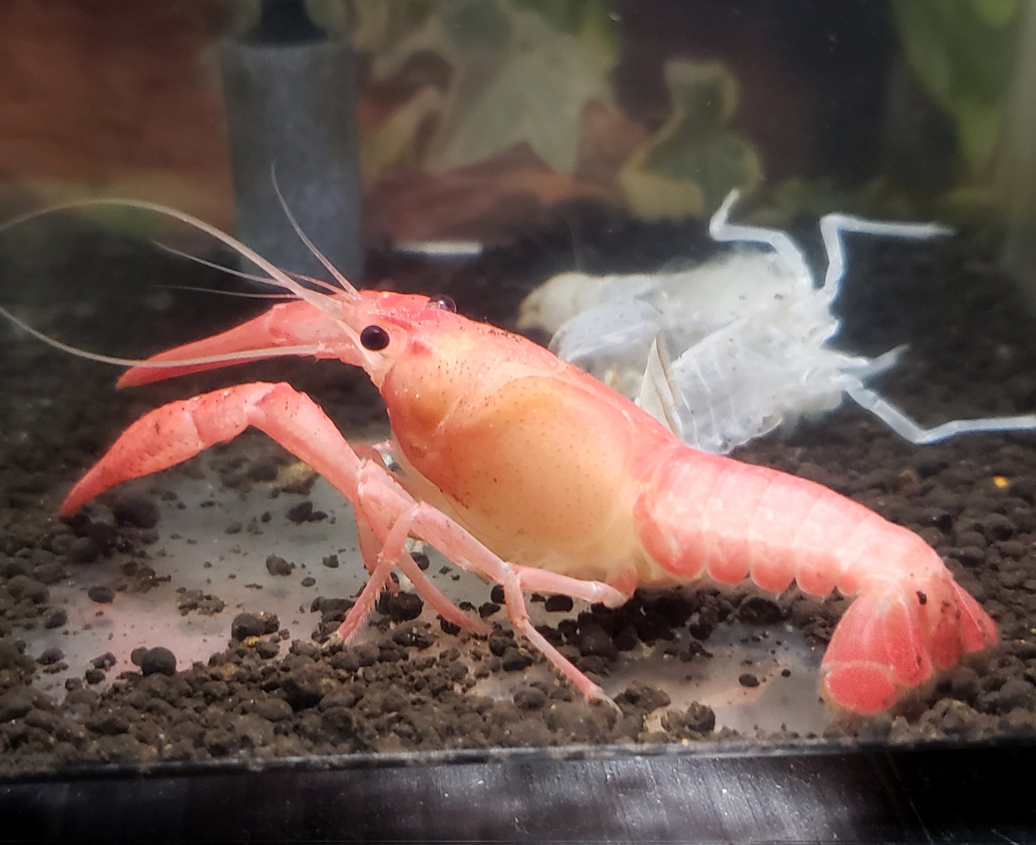 銀パパ ピンクザリガニのえびぞうが脱皮 ピンクを通り越して伊勢エビみたい ちょっと美味しそう ピンクザリガニ バレンタイン ザリガニ エクスアクア T Co 2gxnfn7tvu Twitter