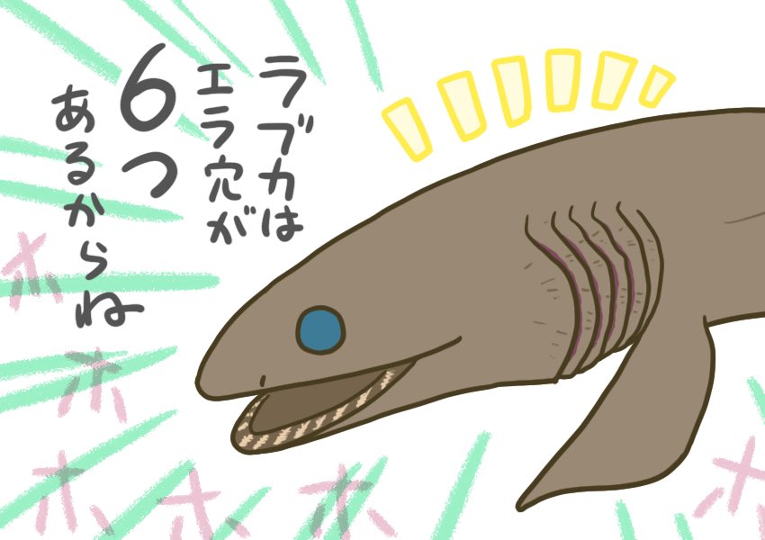 イヌザメさんとネコザメさん #サメ #shark 548 最大7つの激レアサメも