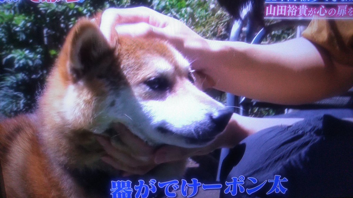 I Love みんなのどうぶつ園で 角材 が話題に トレンドアットtv I Love みんなのどうぶつ園で 角材 が話題に トレンドアットtv