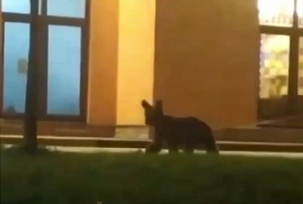 Медвежонок попал под машину на горном курорте в Сочи

  kubnews.ru/obshchestvo/20…