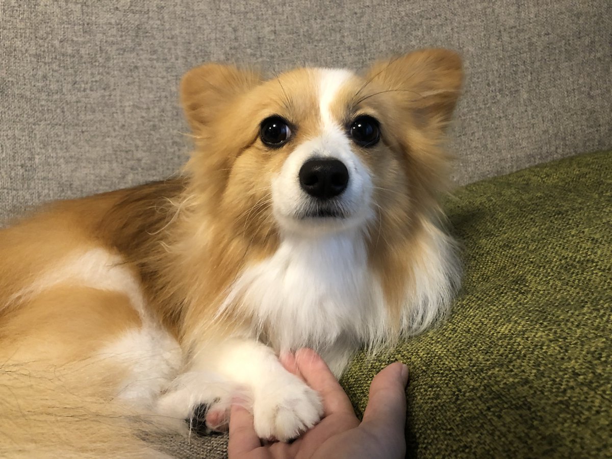 もてちまき 姫様お手をどうぞ うむ苦しゅうな いわけでもない パピコー パピヨン コーギー パピヨン コーギー ミックス犬 Mix犬