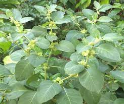 #Herbal #Ashwagandha Protects the Heart Against Damage in Post #MyocardialInjury theplus-health.blogspot.com/2020/09/herbal…