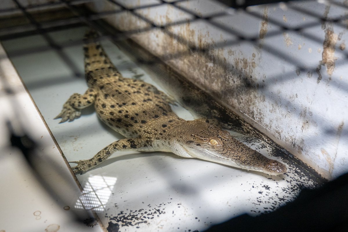 #SHOCKING exposé of Hermès' crocodile farms aired by @Channel10AU 's @theprojecttv & as part of @kindnessprojorg , reveals animal suffering for exotic leather handbags, shoes, & other fashion items👜👢. Hermès must #DropCroc!➡️wearitkind.four-paws.org/the-issues/exo… 
 📸Farm Transparency Project