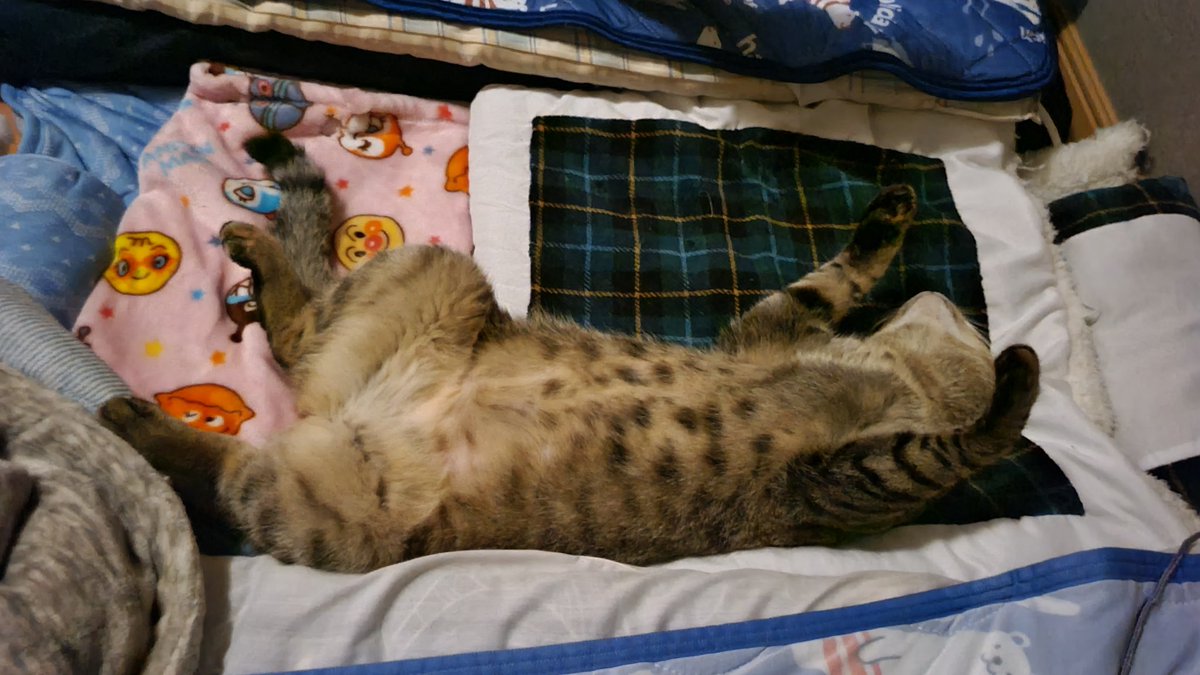 虎徹ちゃん寝る على تويتر 甘えん坊猫とツンデレ猫 ツンデレ猫は廊下まで迎えに行くとお気に入りの毛布を咥えて布団にくる 甘えん坊猫は触っても起きない位熟睡 Youtube こてつ かえで ほごねこ さばとら猫 きじとら猫 ねこのいる生活 ねこすきさんと 虎徹ちゃん寝る على تويتر 甘えん坊猫とツンデレ猫 ツンデレ猫は廊下まで迎えに行くとお気に入りの毛布を咥えて布団にくる 甘えん坊猫は触っても起きない位熟睡 Youtube こてつ かえで ほごねこ さばとら猫 きじとら猫 ねこのいる生活 ねこすきさんと