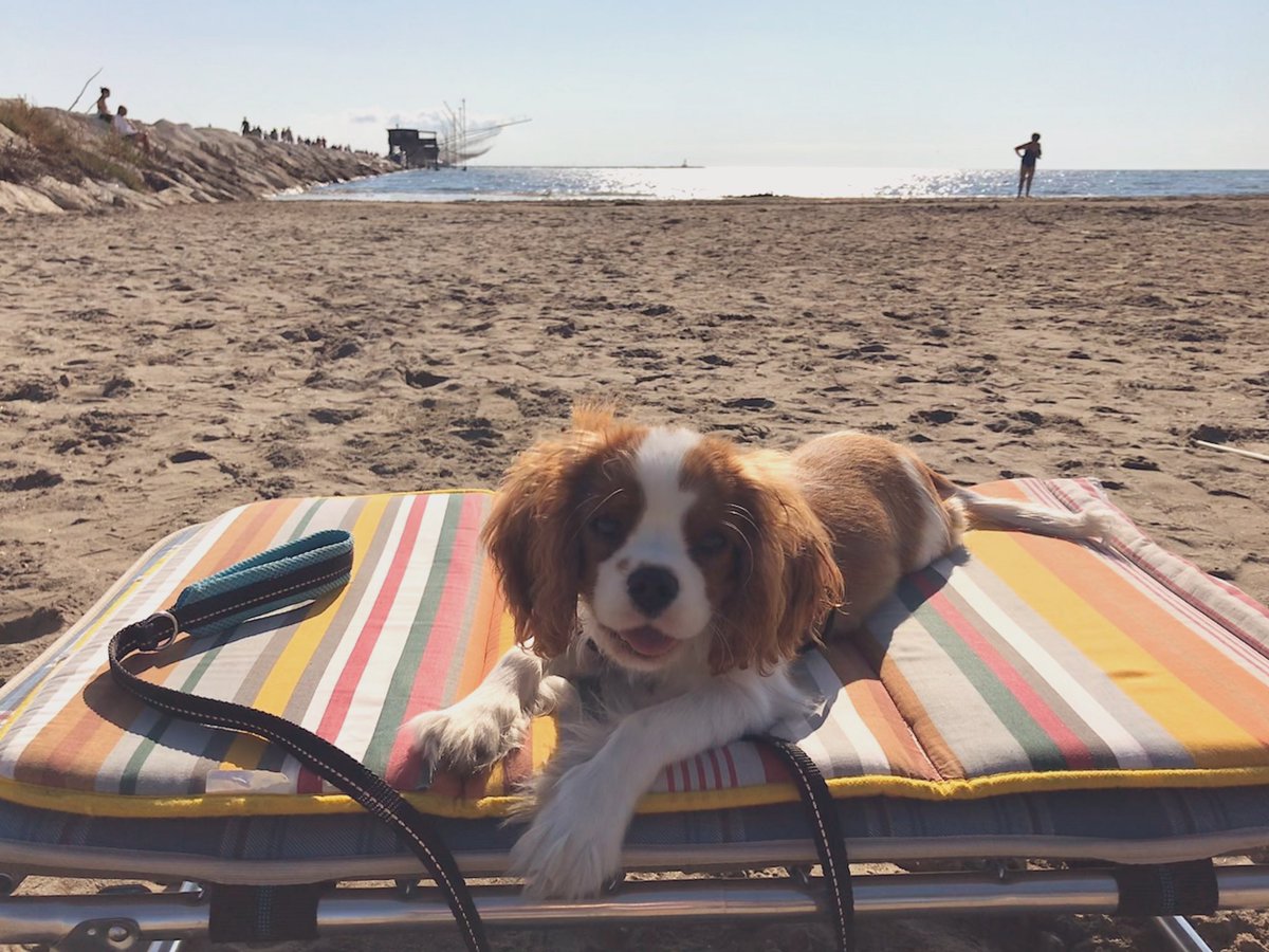 dolceSally's tweet photo. Hi Pals! 🤗
Yesterday I had a wonderful day at #Sottomarina beach 🏖 #InDiga #DogFriendlyBeach with my mum & the Grandies! September can still give you some relaxing beachy days not too hot and with a pleasant sea breeze! 🏖☀️🌊
ps: look at me in pic 4, sunbathing with my fox 🦊 https://t.co/tOBLe3Va25